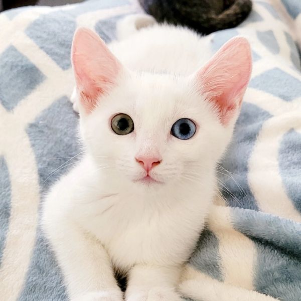 community-cats-tnr-feral-cats-spay-and-neuter-adopt-cats-rescue